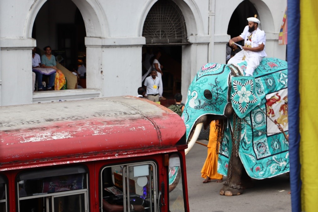 Elephant blue in street-Gawarammana-4