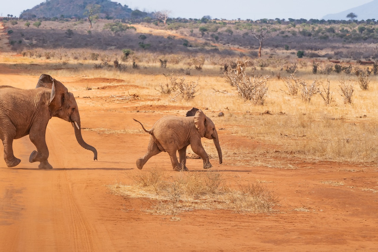 Running elephants in Kenya