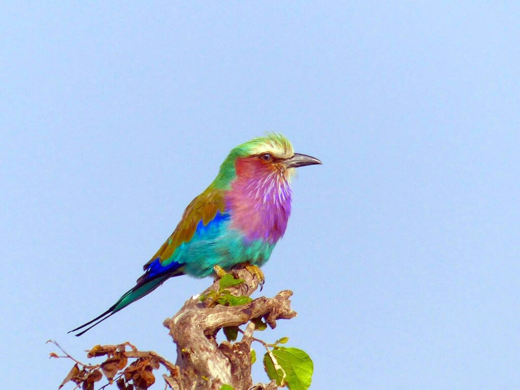 lilac breasted roller